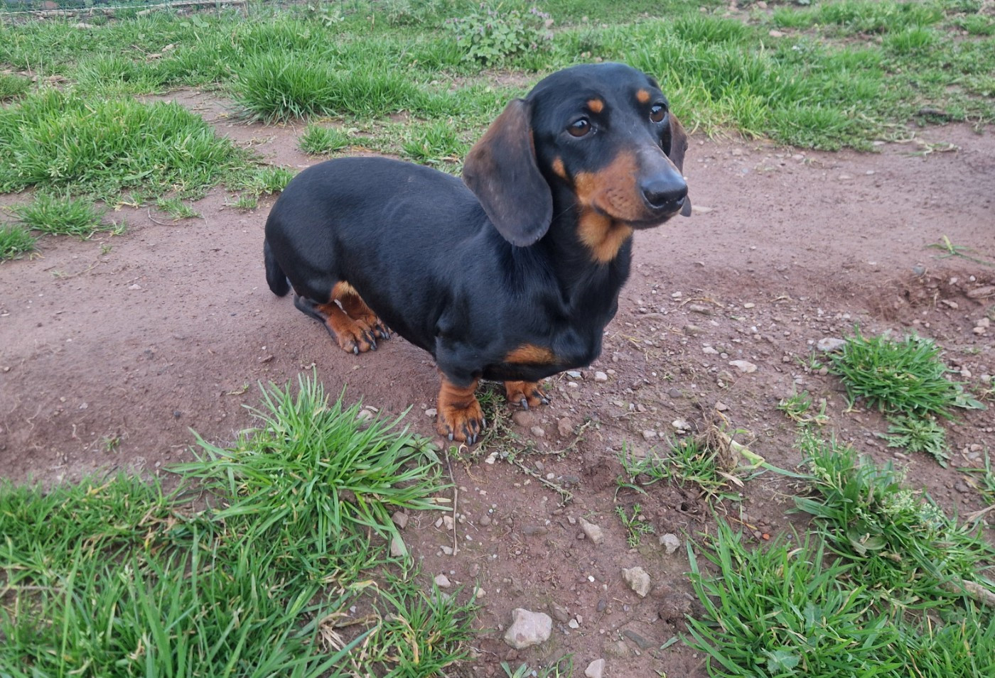 tulipe des gueules danges