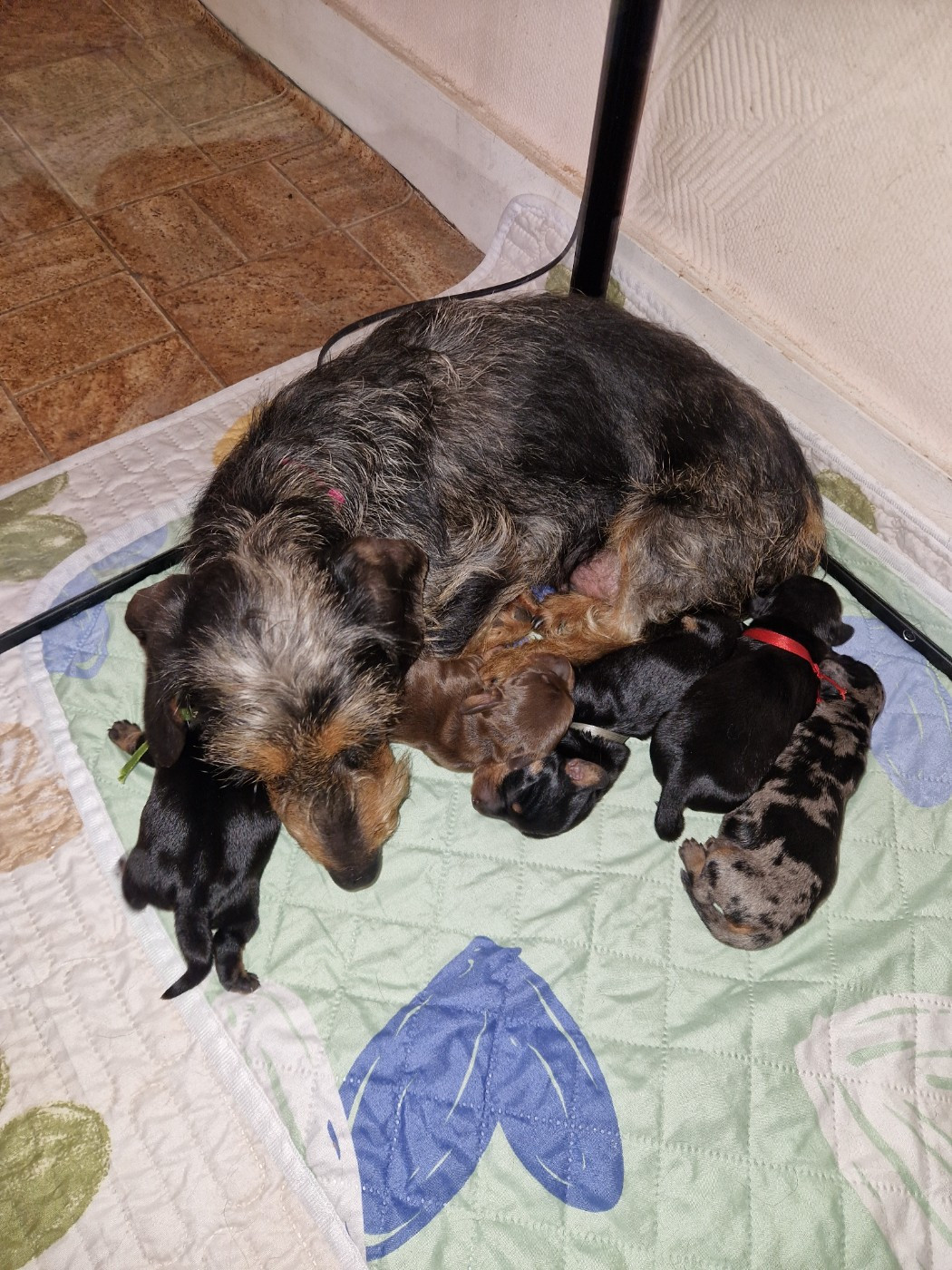 chiots poil dur