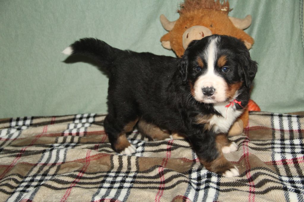Du Domaine D'ohcumgache - Chiots disponibles - Bouvier Bernois