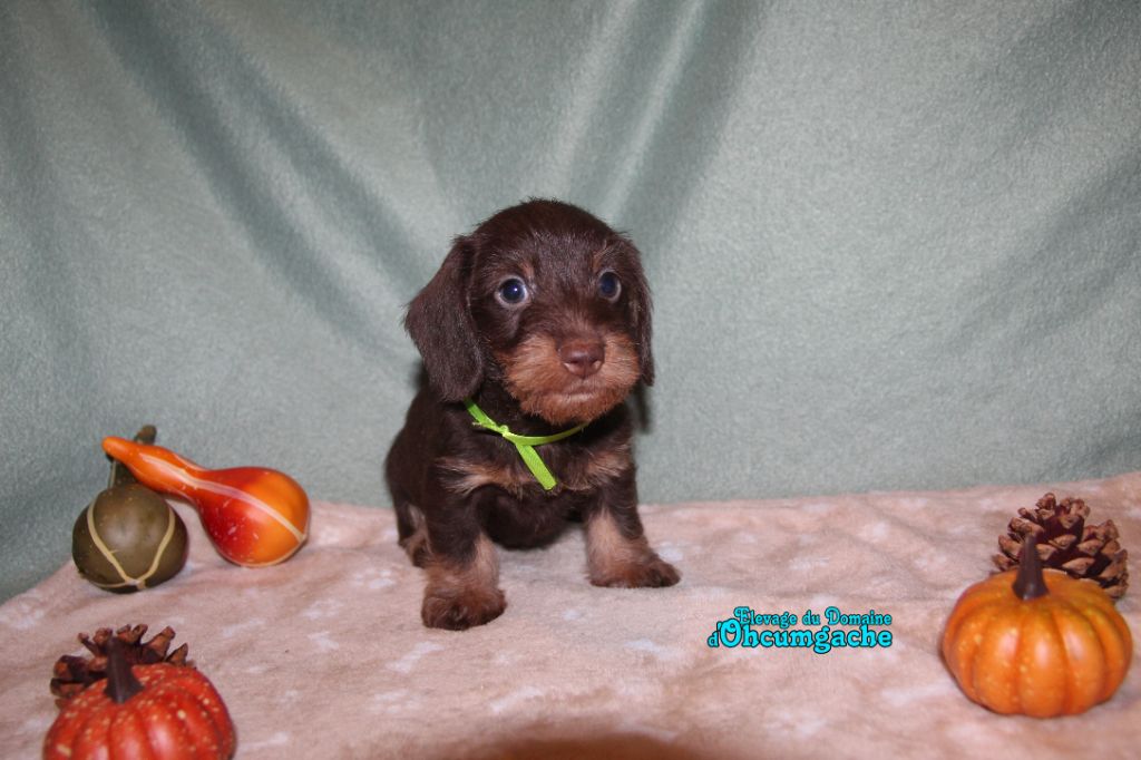 Du Domaine D'ohcumgache - Chiots disponibles - Teckel poil dur