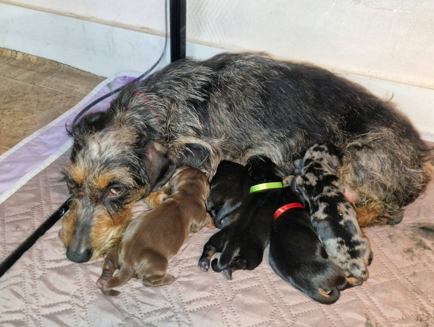 Chiot Teckel poil dur Du Domaine D'ohcumgache