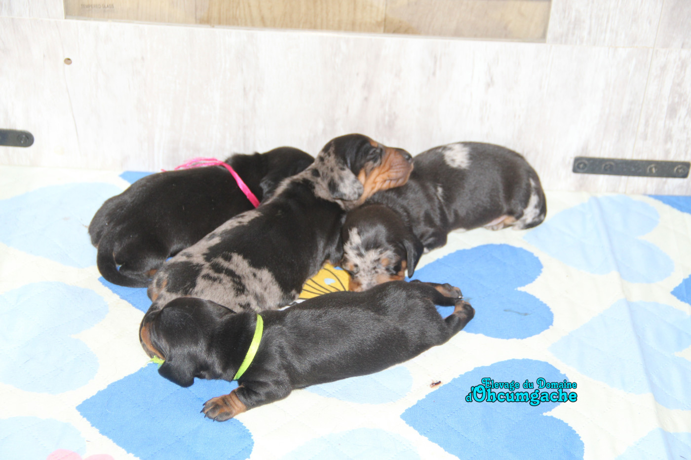 Chiot Teckel poil ras Du Domaine D'ohcumgache