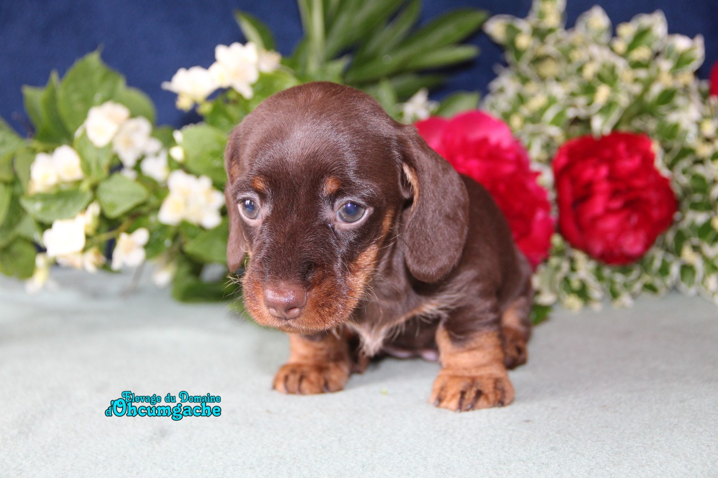 Du Domaine D'ohcumgache - Chiots disponibles - Teckel poil dur