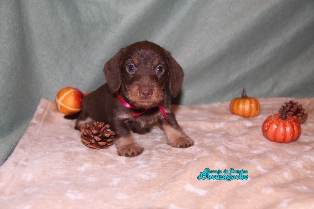 Du Domaine D'ohcumgache - Chiots disponibles - Teckel poil dur