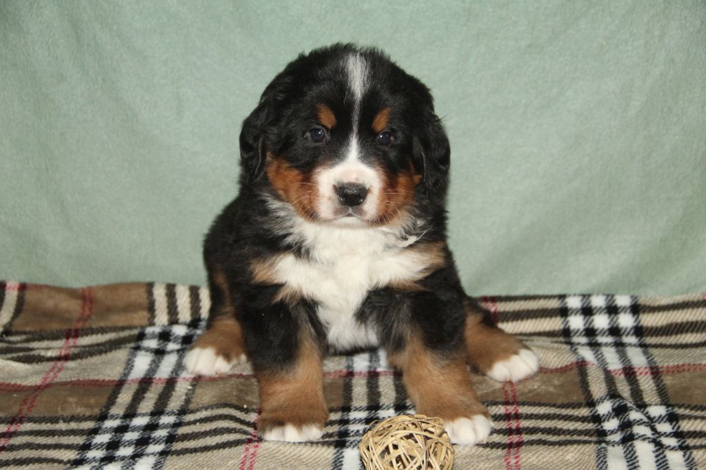 Du Domaine D'ohcumgache - Chiots disponibles - Bouvier Bernois
