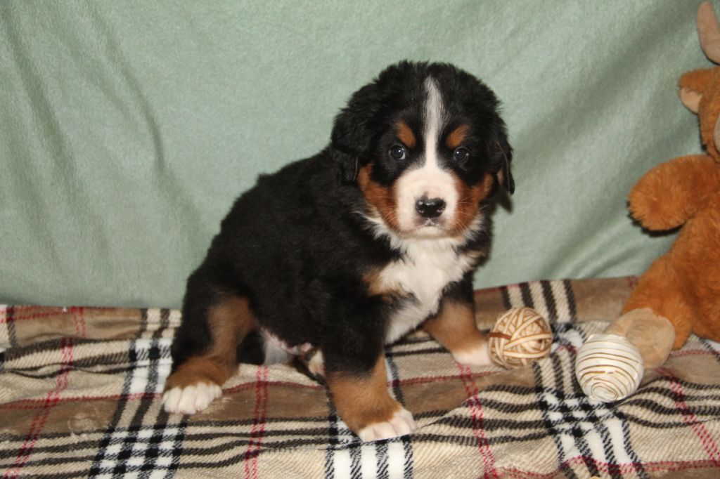 Du Domaine D'ohcumgache - Chiots disponibles - Bouvier Bernois