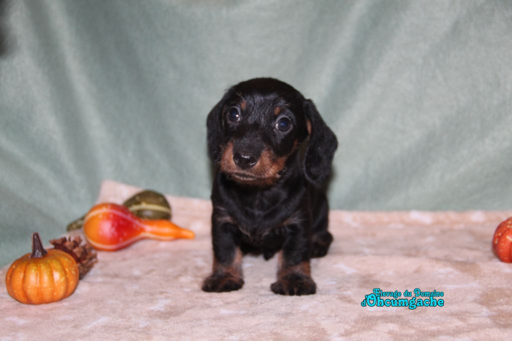Du Domaine D'ohcumgache - Chiots disponibles - Teckel poil dur